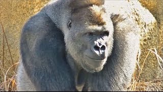 【大激怒】 ゴリラのケンカ part1 （オスが激怒する様子）  東山動物園 【お父さんは怖い存在のようです】 [upl. by Arriek323]