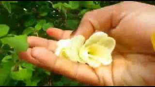 இறுவாட்சி திருவாத்தி மந்தாரை செடி  Yellow Bauhinia Bauhinia tomentosa Plant [upl. by Kimbra551]