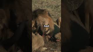 ManEating Lions of Tsavo The Shocking DNA Discovery [upl. by Helprin691]