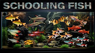 Best Freshwater Schooling Fish for Aquariums Which popular schooler is right for your fish tank [upl. by Ehctav]