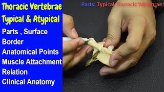 Thoracic Vertebrae  Typical And Atypical  Bangla  Square DOC [upl. by Schach13]