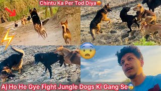 Apni Pure Gang Jungle Dogs K Sath Bhid Gye😰Ladai Hogye Chintu Ka Per Tod Diya😢Simba N Badla Liya😡 [upl. by Aihtak923]