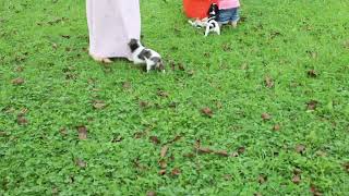 Cavalier King Charles Spaniel Puppies For Sale [upl. by Eiliah38]