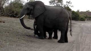 Baby elephant sneezes and scares himself [upl. by Zurek]