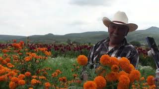 Flor De Cempasúchil de Copandaro en las tierras Michoacanas [upl. by Veron]