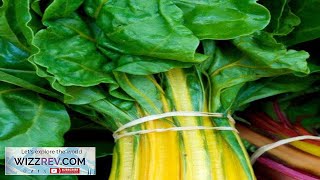 Canary Yellow Swiss Chard Seeds at 99pack Grow Organic Swiss Chard Review [upl. by Fedora]