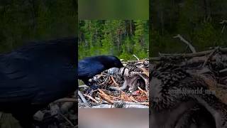 crow attack the eagle baby 😱😱crow vs eagle 🦅bird slowed birdking crowlovers elephantbird 😱😱😱🥺 [upl. by Eserehs]