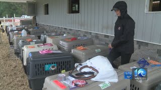 Hurricanes bring 400 dogs cats to Hampton Roads from US Virgin Islands [upl. by Iron]