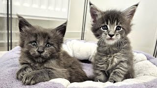 Maine Coon Kittens Play and Fight [upl. by Dilisio599]