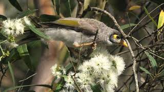 Noisy Miner 50 [upl. by Ollehcram]