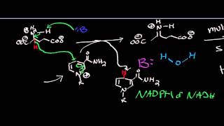 Biochemistry  Glutamate Dehydrogenase  Catabolism of Glutamate [upl. by Alvera]