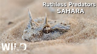 WILD SAHARA  The Migration Journey and Challenges in the Land of Predators  Animal documentary [upl. by Nahte]