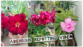 Adeniums repotting video [upl. by Sinnel262]