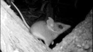 How to tell the difference between Antechinus Dunnart and mouse [upl. by Keslie]