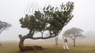 The Mystical Fanal Forest in Madeira [upl. by Damalis885]