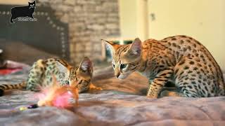 Savannah cat care and features [upl. by Sallyann875]