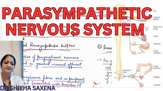 Parasympathetic nervous system carniosacral outflow diagrammatic representation [upl. by Ojadnama548]