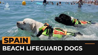 Spain’s fourlegged lifeguards help save lives  Al Jazeera Newsfeed [upl. by Ettelrahc]