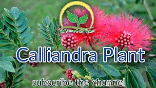 Calliandra Plant  KhetiBadiTV  Rajesh Saini [upl. by Nomzaj]