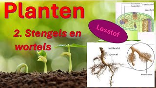 Planten 2 Stengels en wortels [upl. by Cestar]