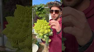 Brassica veggies are our favorite to grow on aeroponic tower farming gardening agriculture [upl. by Sesiom187]