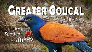 Finding Greater Coucal 褐翅鴉鵑 【15】小小時光 Short clip series [upl. by Sayce]