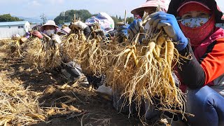 World No 1 Health Food Most Expensive Root  Huge Ginseng Harvesting And Processing in Factory [upl. by Aissirac]