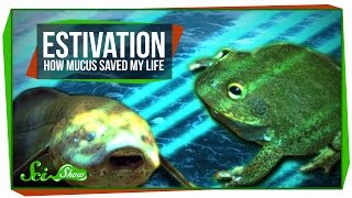 Estivation How Mucus Saved My Life [upl. by Ttessil]