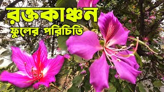 রক্তকাঞ্চন ফুলের পরিচিতি  Introduction to the Bauhinia variegata plant  MLTN Milton [upl. by Lewie]