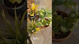 My Potted Plants🪴 من حديقة البلكونة [upl. by Krantz]