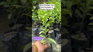 White Chandan Tree Plant shorts ytshorts plants cultivation farming nursery [upl. by Gavrilla509]