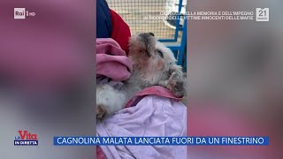 Cagnolina malata lanciata dal finestrino  La Vita In Diretta 21032024 [upl. by Reinhard]