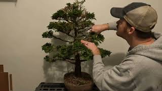 Cleanup of a Hinoki Cypress Bonsai [upl. by Cecilla]