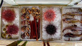 Beach Foraging The Intertidal Zone of Southeast Alaska [upl. by Imarej]