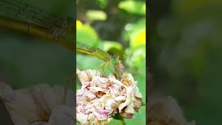 Damselfly Eating A Spider [upl. by Aratas]