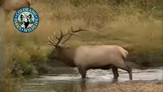 Elk in Colorado Wapiti  More Bugling [upl. by Gaven]