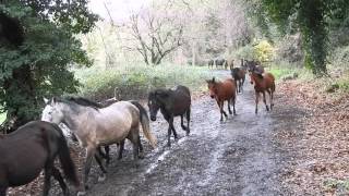 La MANDRIA di Manlio Fani 3 tappa Nepi  I Terzi Cerveteri [upl. by Niddala]