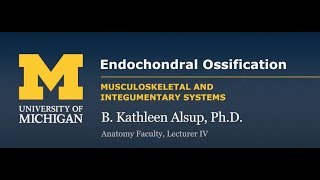 Skeletal System Endochondral Ossification [upl. by Wootan]