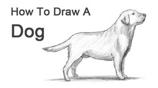 How to Draw a Dog Labrador Retriever [upl. by Ahseyi]