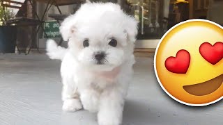 Bichon frise PUPPY is the cutest [upl. by Adnaerb]