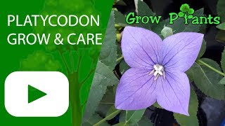 Platycodon  grow amp care Platycodon grandiflorus [upl. by Niamrahc]