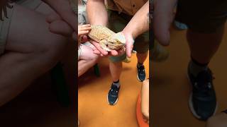 Petting a big lizard It’s so cool amp Sharpie 🫣 Who knows its name lizard animals reptiles [upl. by Joon]