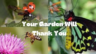 Creating a Pollinator Paradise How to Attract Beneficial Insects to Your Garden [upl. by Alraep]