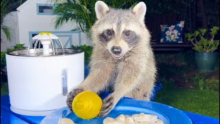 Raccoons are Eating Shrimps with Lemon [upl. by Anatola]