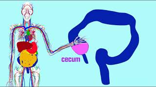 cecum amp appendix [upl. by Attiuqehs452]