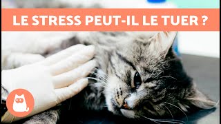 Un CHAT peutil MOURIR à cause du STRESS  😿 CAUSES et COMMENT LÉVITER [upl. by Ellenod]