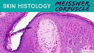 Skin Histology Meissner Corpuscle tactile corpuscle [upl. by Inahet514]