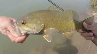 Creek hoppin for bass  Fly Fishing [upl. by Tesler]