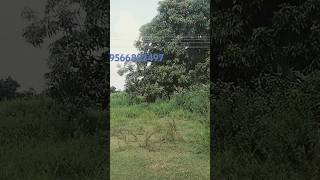 2 acre agricultural land sell 1well free EB service man riad 1 acre 31lax mellmaruvathur9566882497 [upl. by Jud]