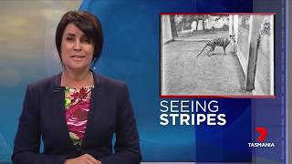 Seeing Stripes Tasmanian Tiger sightings  News Report [upl. by Nosyd]